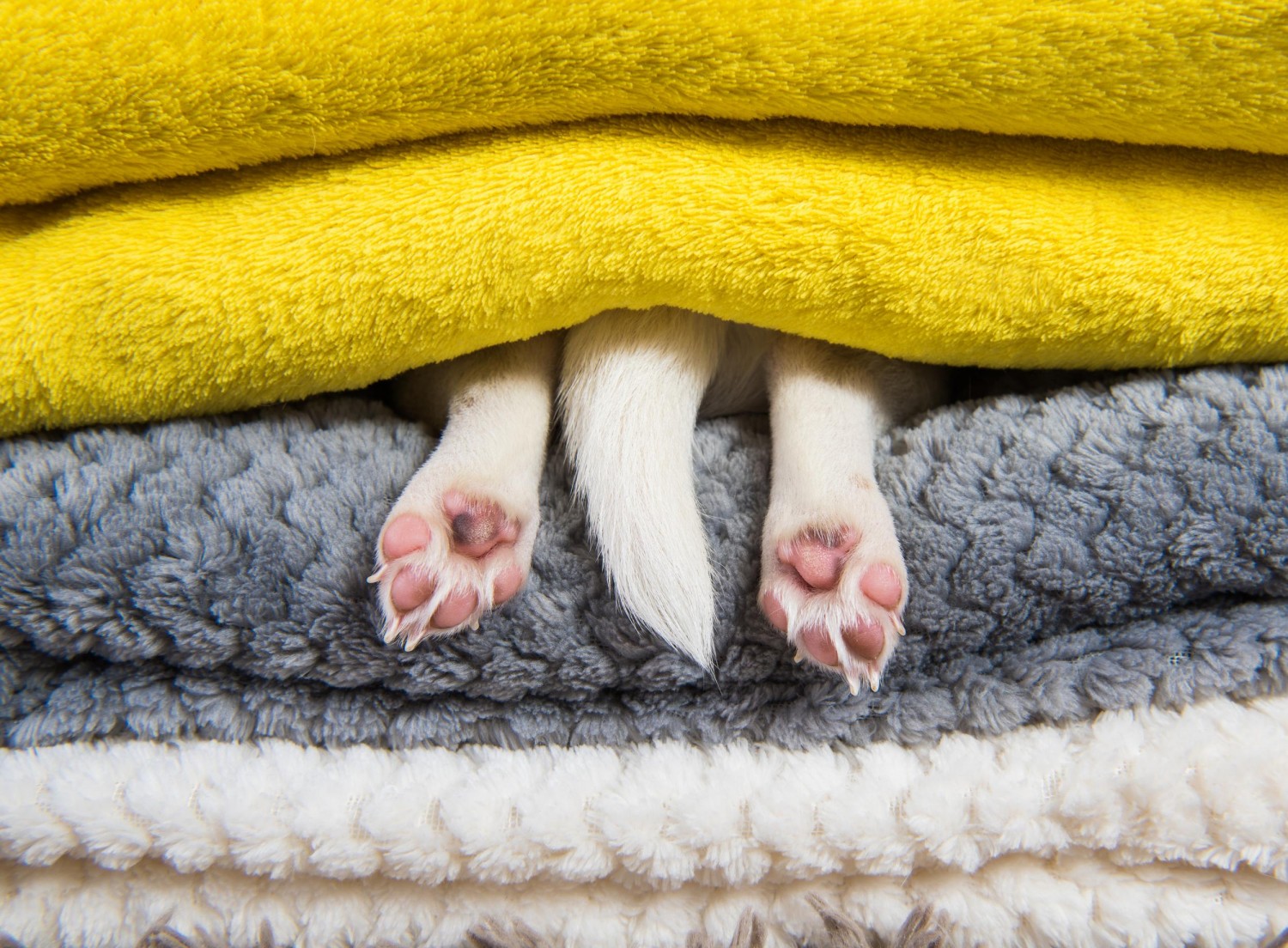 dog in blankets