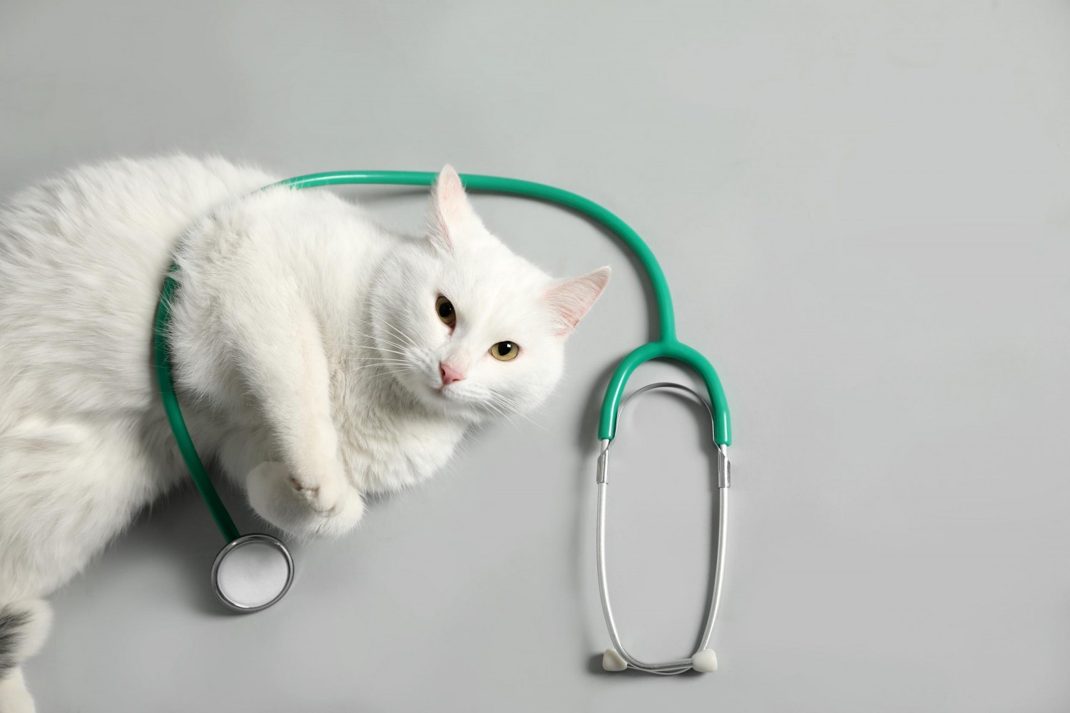 Cat with Stethoscope