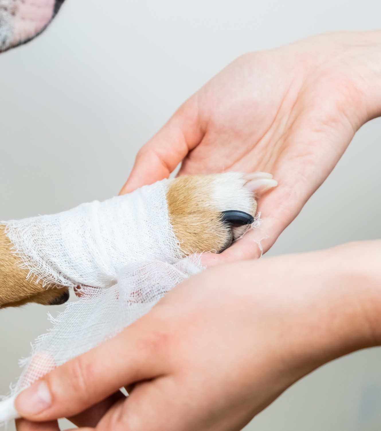 Dog being bandage stock image.