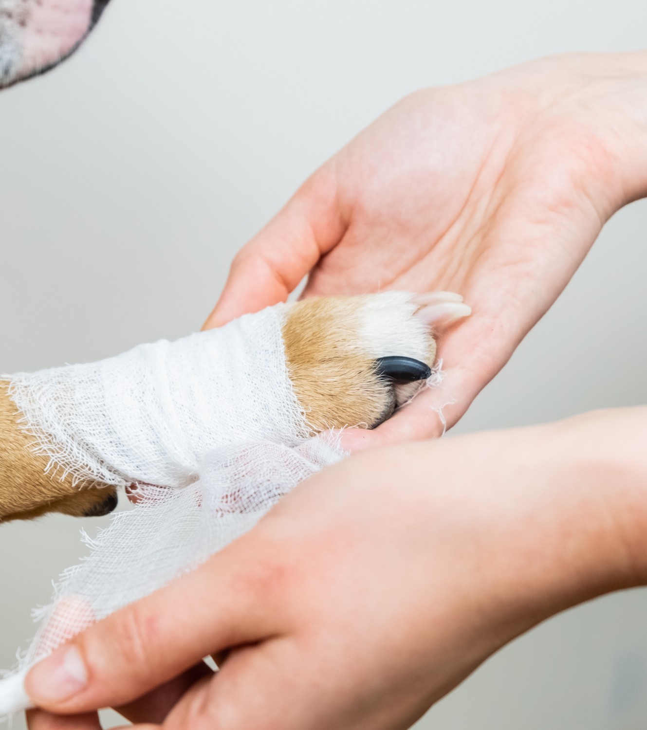 Dog being bandage stock image. Dog being bandage stock image.