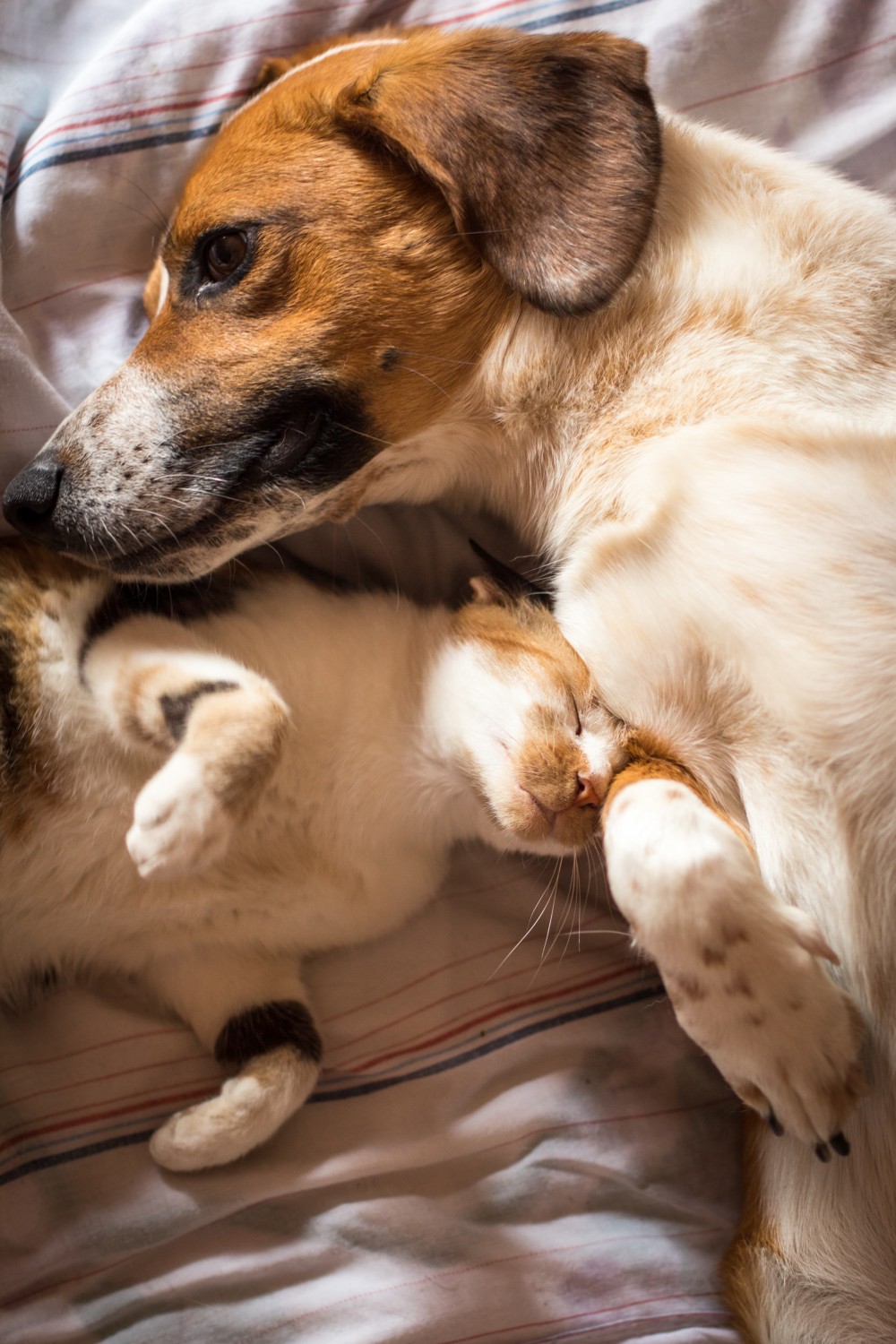 Dog and Cat Stock Image