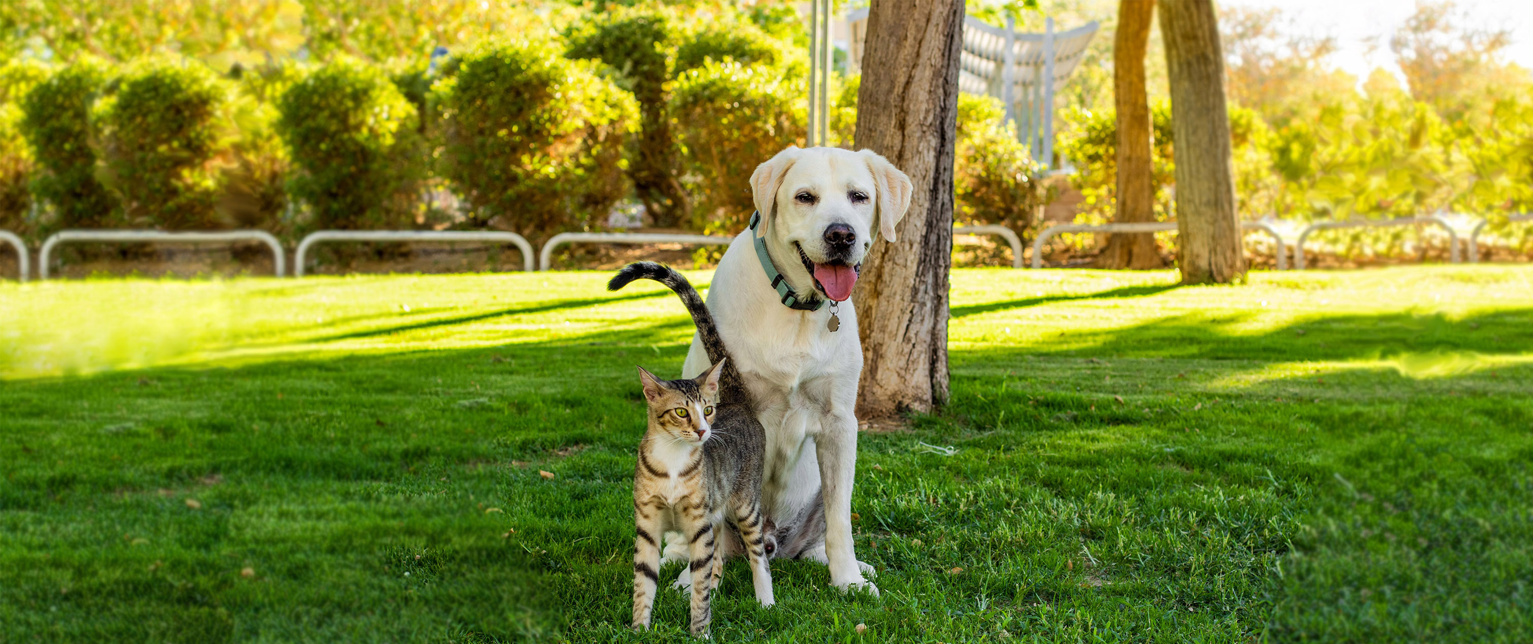 Dog and cat at park