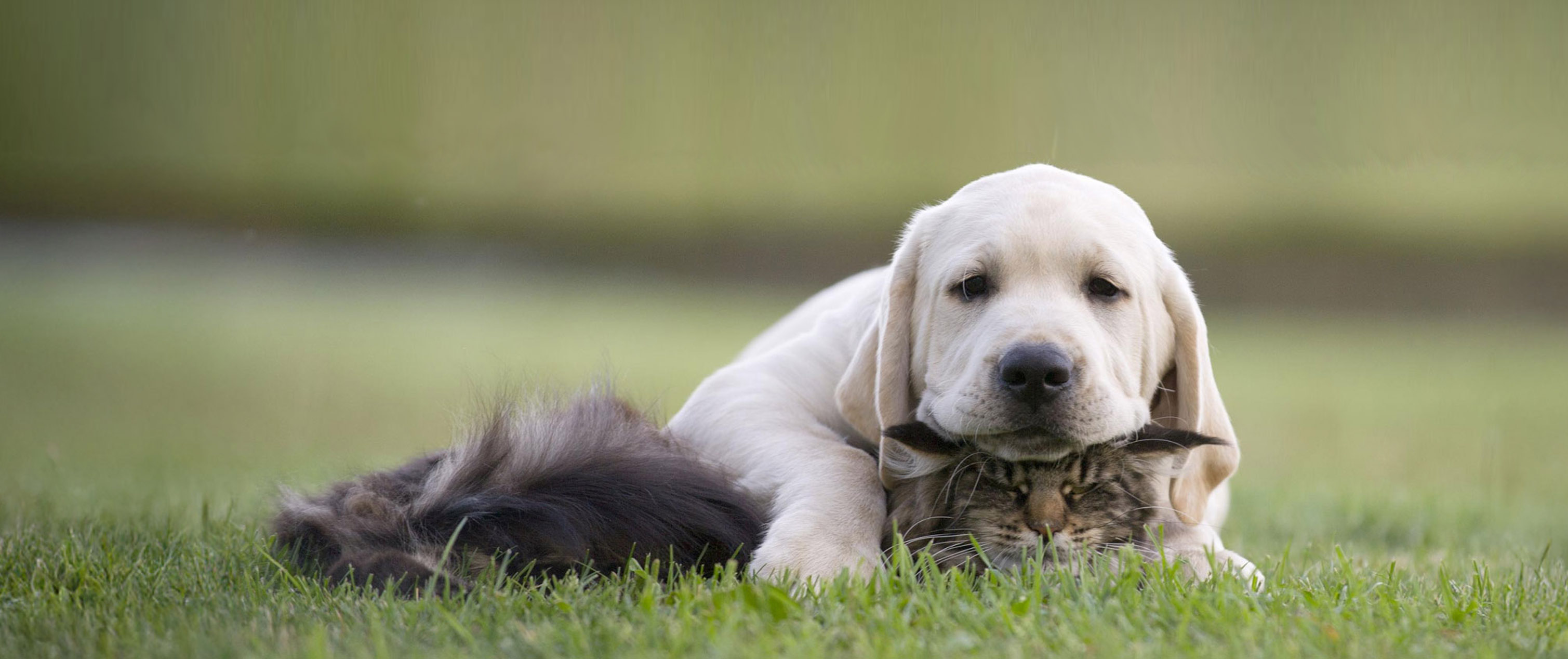 Dog and Kitten on grass