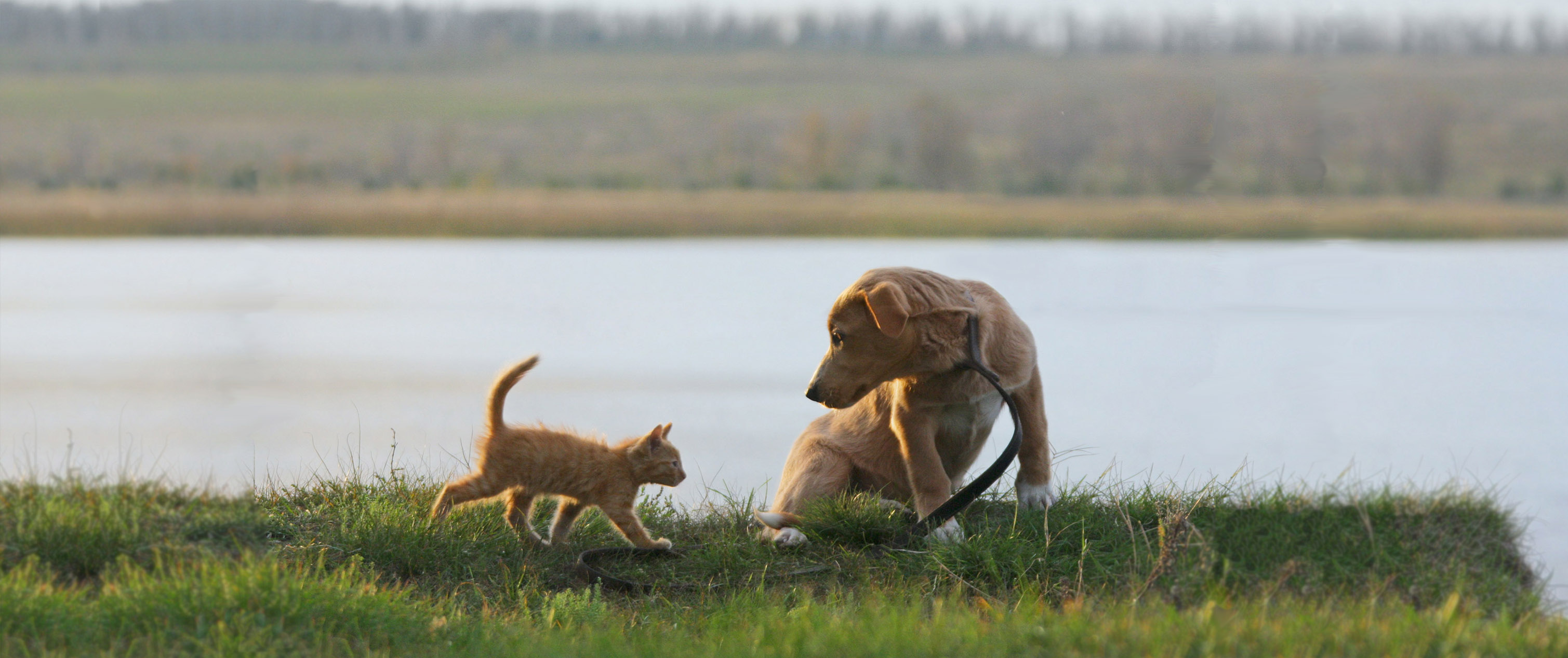 Kitten and Puppy at River